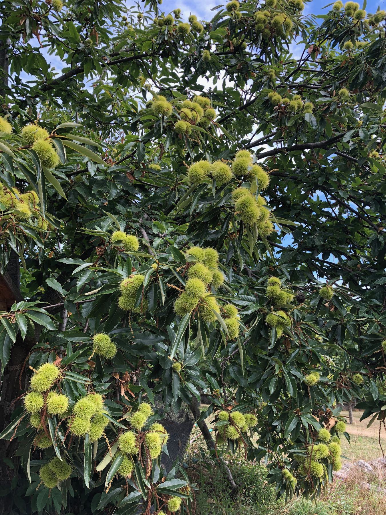 Ouriços de castanha ainda verdes num castanheiro