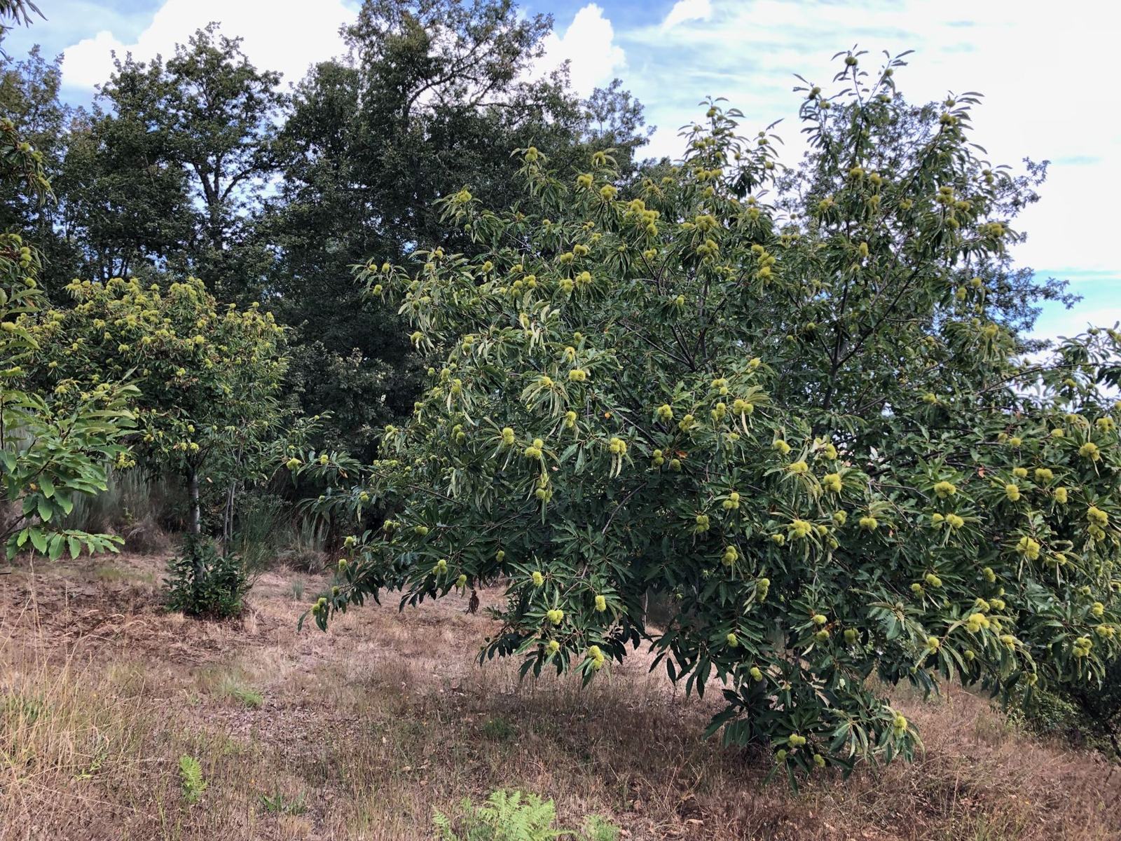 Castanheiros adultos carregados de ouriços